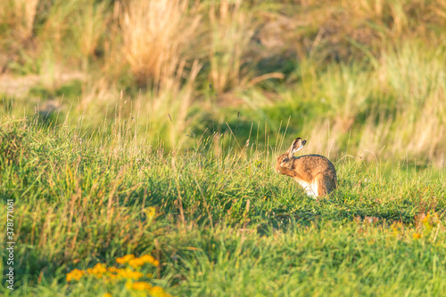 Wild hare in the grass dunes during the sunset on Ameland in the Netherlands, Dutch wildlife, nature photo © David Peperkamp
