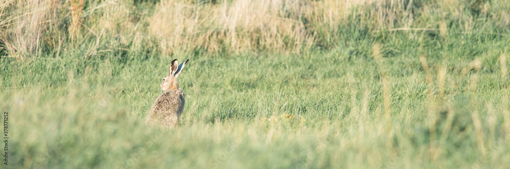 Wild hare in the grass dunes during the sunset on Ameland in the Netherlands, Dutch wildlife, nature photo Wild hare in the grass dunes during the sunset on Ameland in the Netherlands, Dutch wildlife, nature photo