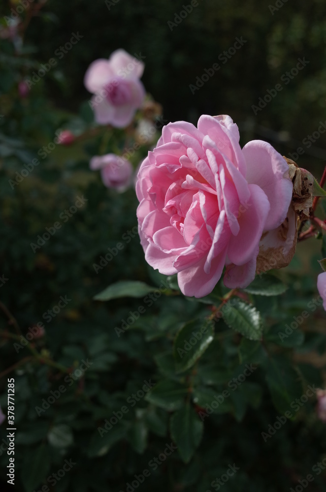 Light Pink Flower of Rose 'Lovely Meilland' in Full Bloom
Light Pink Flower of Rose 'Lovely Meilland' in Full Bloom