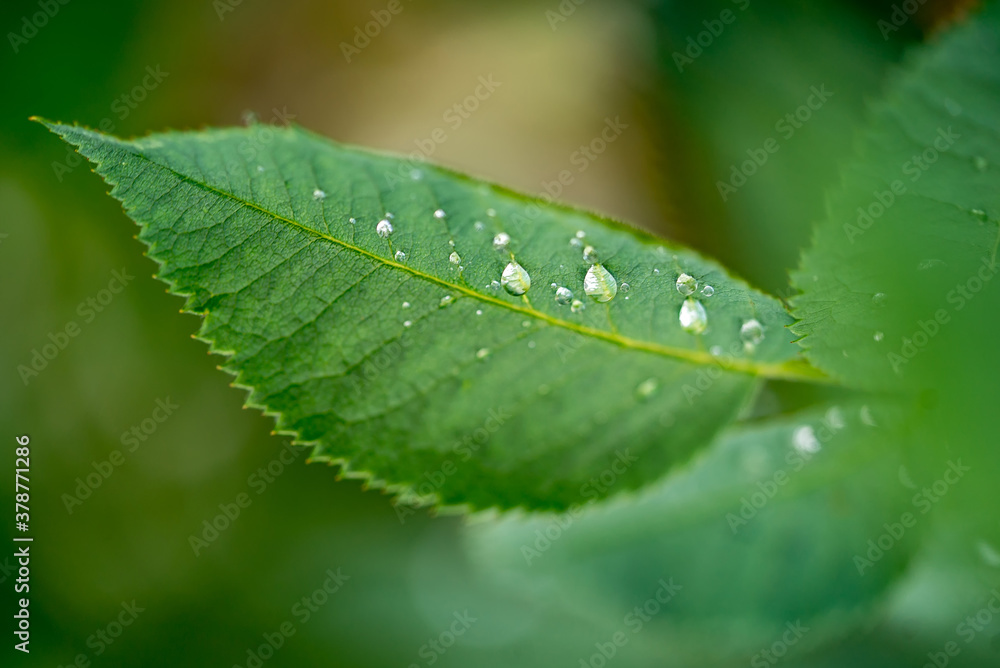 Green leaf with water drops for background. Nature and green plants consept. Closeup. Green leaf with water drops for background. Nature and green plants consept. Closeup.