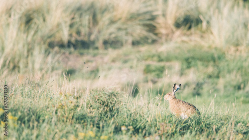 Fototapeta Naklejka Na Ścianę i Meble -  Wild hare in the grass dunes during the sunset on Ameland in the Netherlands, Dutch wildlife, nature photo