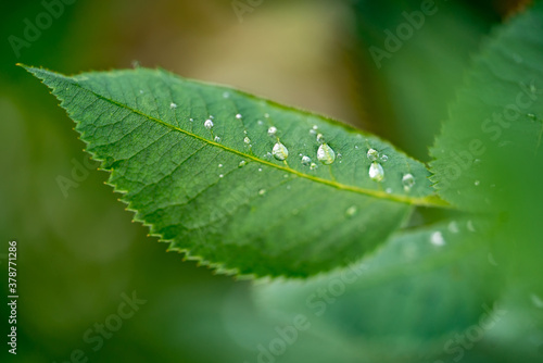 Green leaf with water drops for background. Nature and green plants consept. Closeup.