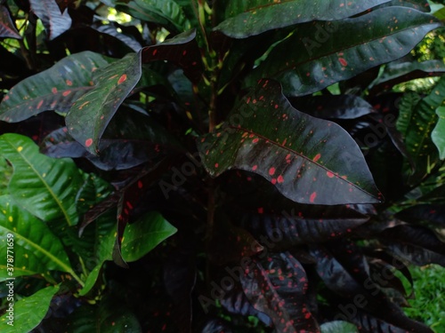 Croton ornamental plants suitable for planting in front of the house