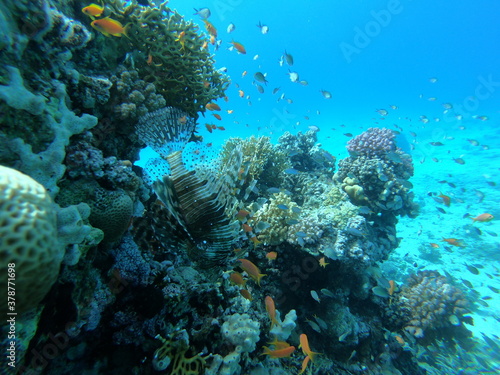 Fototapeta Naklejka Na Ścianę i Meble -  Beautiful Coral Reef With Many Goldfishes In The Red Sea In Egypt. Blue Water, Hurghada, Sharm El Sheikh,Animal, Scuba Diving, Ocean, Under The Sea, Underwater, Snorkeling, Tropical Paradise, Goldfish