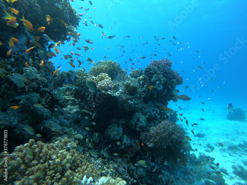 Beautiful Coral Reef With Many Fishes In The Red Sea In Egypt. Colorful, Blue Water, Hurghada, Sharm El Sheikh,Animal, Scuba Diving, Ocean, Under The Sea, Underwater, Snorkeling, Tropical Paradise,