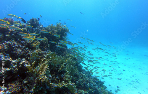 Beautiful Coral Reef With Many Fishes In The Red Sea In Egypt. Colorful, Blue Water, Hurghada, Sharm El Sheikh,Animal, Scuba Diving, Ocean, Under The Sea, Underwater, Snorkeling, Tropical Paradise,