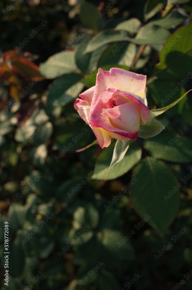 Pink and White Flower of Rose 'Madame Hide' in Full Bloom
