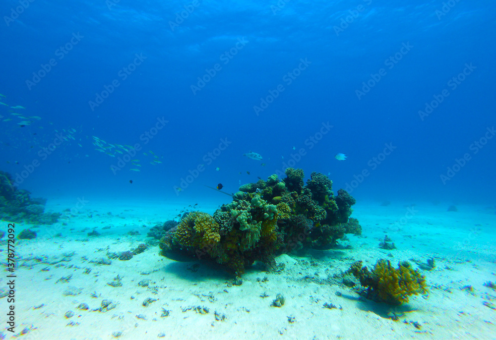 Fototapeta premium Beautiful Coral Reef With Many Fishes In The Red Sea In Egypt. Colorful, Blue Water, Hurghada, Sharm El Sheikh,Animal, Scuba Diving, Ocean, Under The Sea, Underwater, Snorkeling, Tropical Paradise,