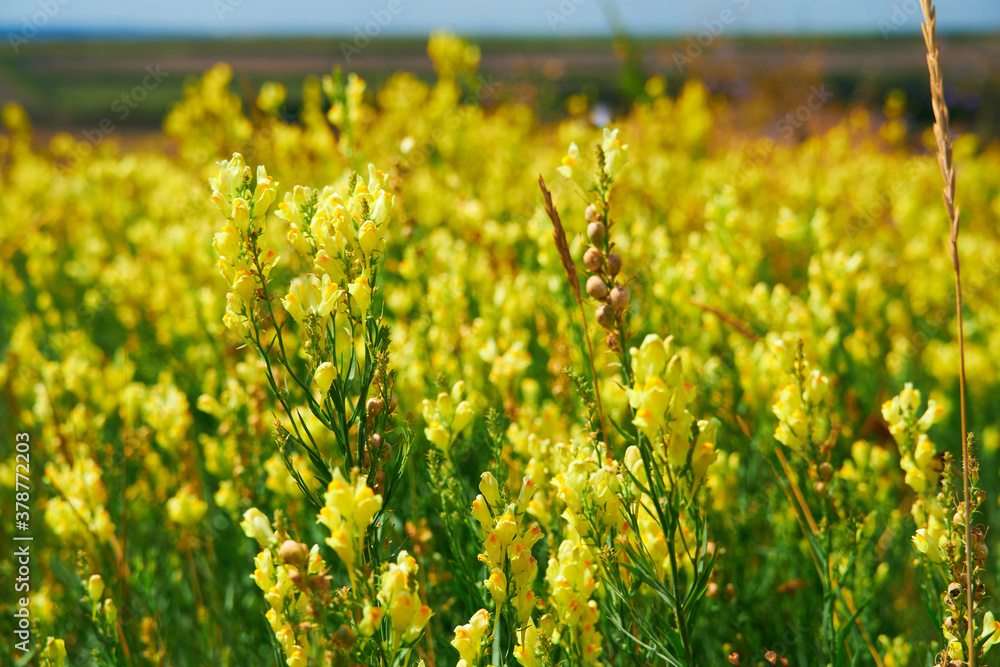 Obraz premium beautiful summer landscape with yellow wild flowers