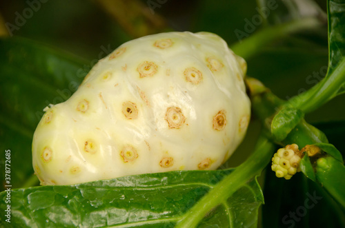 Noni, Great morinda, Beach mulberry