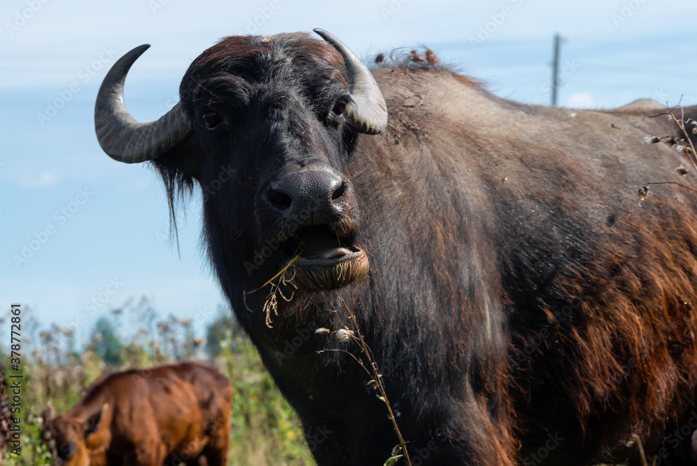 Naklejka premium Buffalo eating grass in the pasture on a summer day