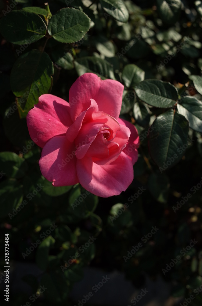 Pink Flower of Rose 'Magali' in Full Bloom
Pink Flower of Rose 'Magali' in Full Bloom