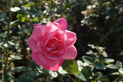 Pink Flower of Rose 'Magali' in Full Bloom
 photo