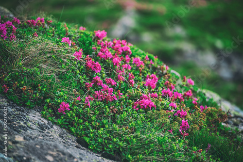 Rhododendron flowers in nature