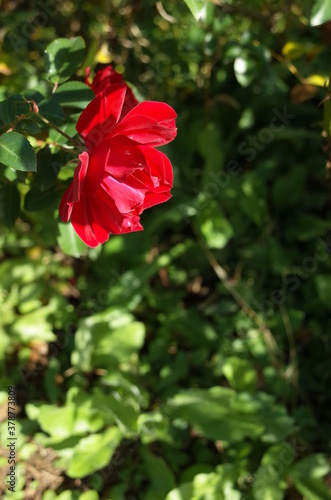 Red Flower of Rose  Mainaufeuer  in Full Bloom 