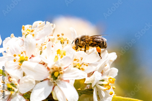 Bee: Honey Bee collecting pollen on wild flowers. Closeup details of small insect. Endangered wildlife in the UK. Natural background.