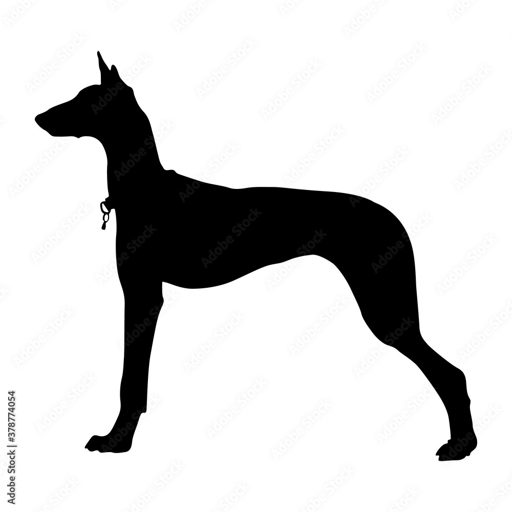 Standing Ibizian Hound Dog On a Side View Silhouette Found In Map Of Europe. Good To Use For Element Print Book, Animal Book and Animal Content Standing Ibizian Hound Dog On a Side View Silhouette Found In Map Of Europe. Good To Use For Element Print Book, Animal Book and Animal Content