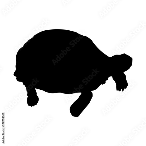 Walking Indian Star Tortoise (Geochelone Elegans) On a Side View Silhouette Found In Map Of Indian And Sri Lanka. Good To Use For Element Print Book, Animal Book and Animal Content