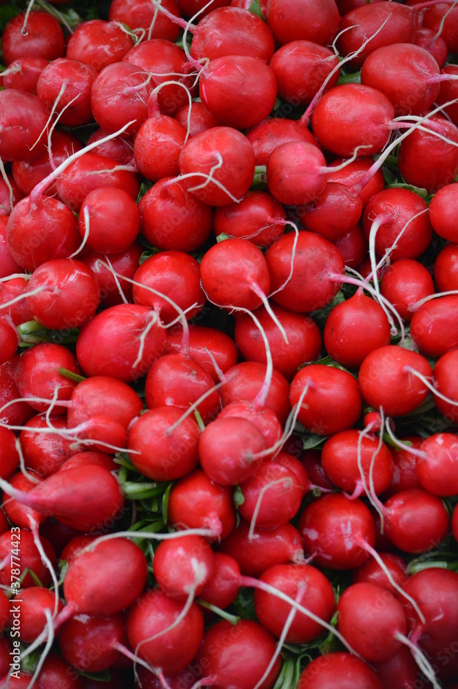 Bunches of red radishes with their roots still attached piled up at a local outdoor market. Bunches of red radishes with their roots still attached piled up at a local outdoor market.