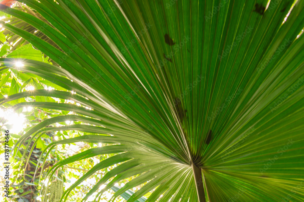 beautiful natural green palm trees in the rainforest beautiful natural green palm trees in the rainforest