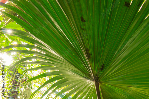 beautiful natural green palm trees in the rainforest