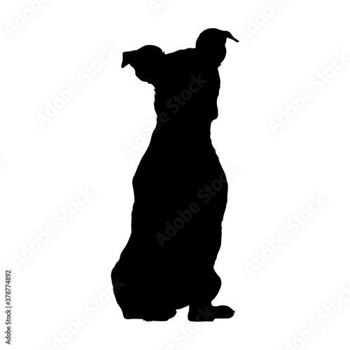 Quadro em tela Sitting Jack Russel Terrier Dog On a Front View Silhouette Found In Germany