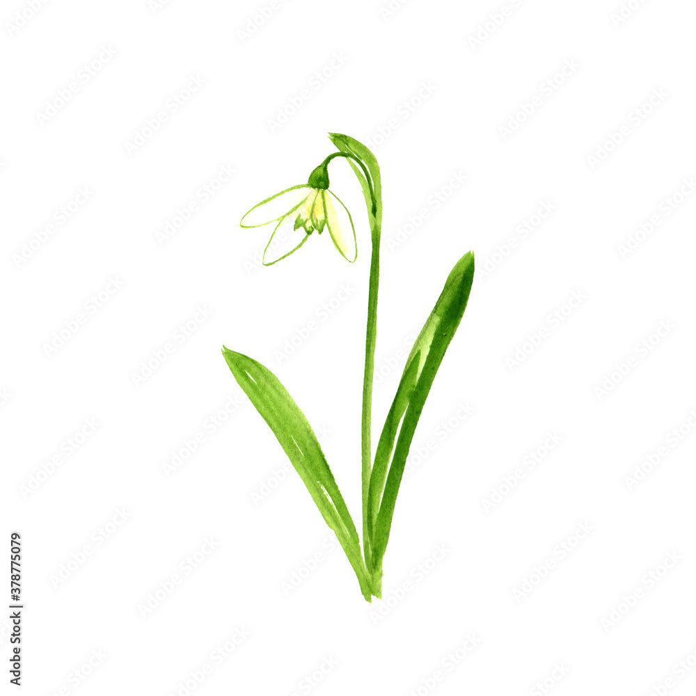 watercolor drawing snowdrop watercolor drawing snowdrop