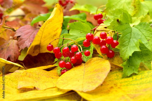 Close-up shot of yellow leaves from different trees and viburnum berries.