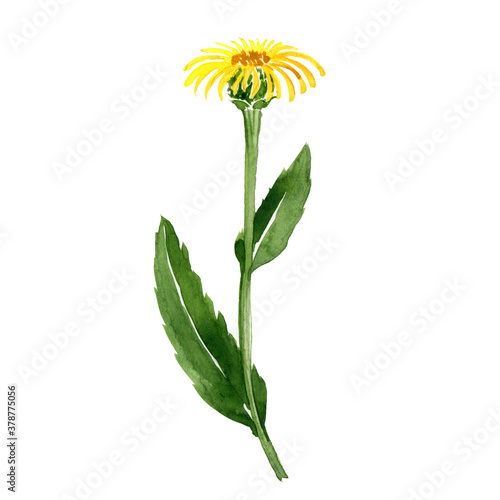 watercolor drawing elecampane flower photo