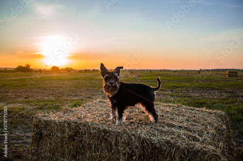 silhouette of black miniature schnauzer dog at sunset in meadow, field with square haystacks, on hay bale of straw looking at the camera