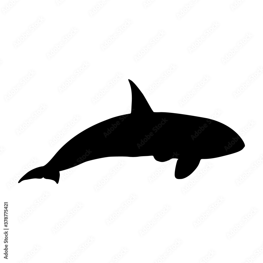 Swimming Killer Whale (Orcinus Orca) On a Side View Silhouette Found In Ocean and coastal waters worldwide. Good To Use For Element Print Book, Animal Book and Animal Content Swimming Killer Whale (Orcinus Orca) On a Side View Silhouette Found In Ocean and coastal waters worldwide. Good To Use For Element Print Book, Animal Book and Animal Content