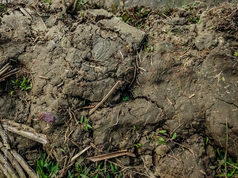 This is the dry muddy soil close up shot in a winter morning on the paddy field. This is the dry muddy soil close up shot in a winter morning on the paddy field.