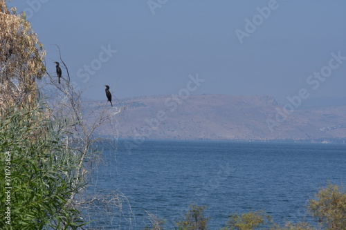 birds of the sea of Galilee photo