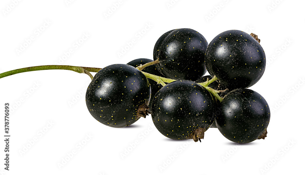 Fresh black-currants isolated on white background with clipping path Fresh black-currants isolated on white background with clipping path