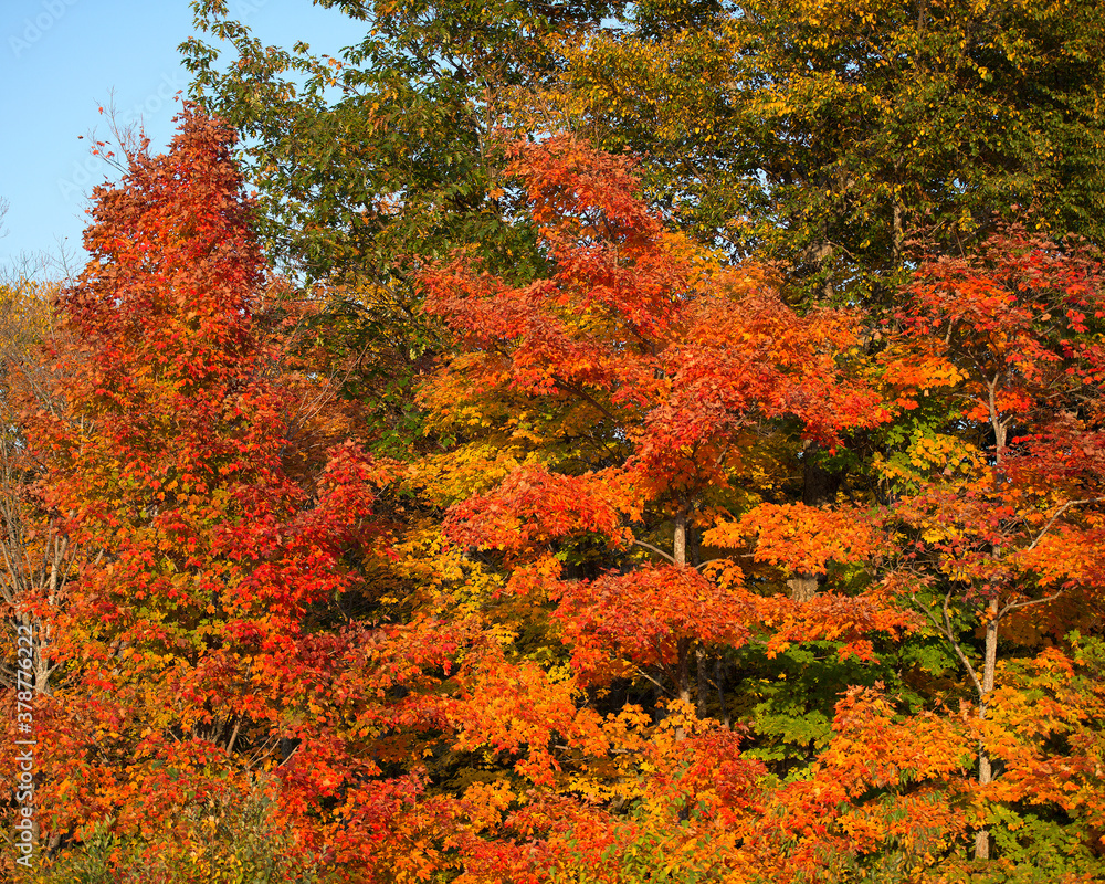 Autumn scenery landscape stock photos. Autumn scenery multi colour leaves. Autumn scenery landscape showing multi colour leaves for windows desktop backgrounds. Image. Picture. Autumn scenery landscape stock photos. Autumn scenery multi colour leaves. Autumn scenery landscape showing multi colour leaves for windows desktop backgrounds. Image. Picture.