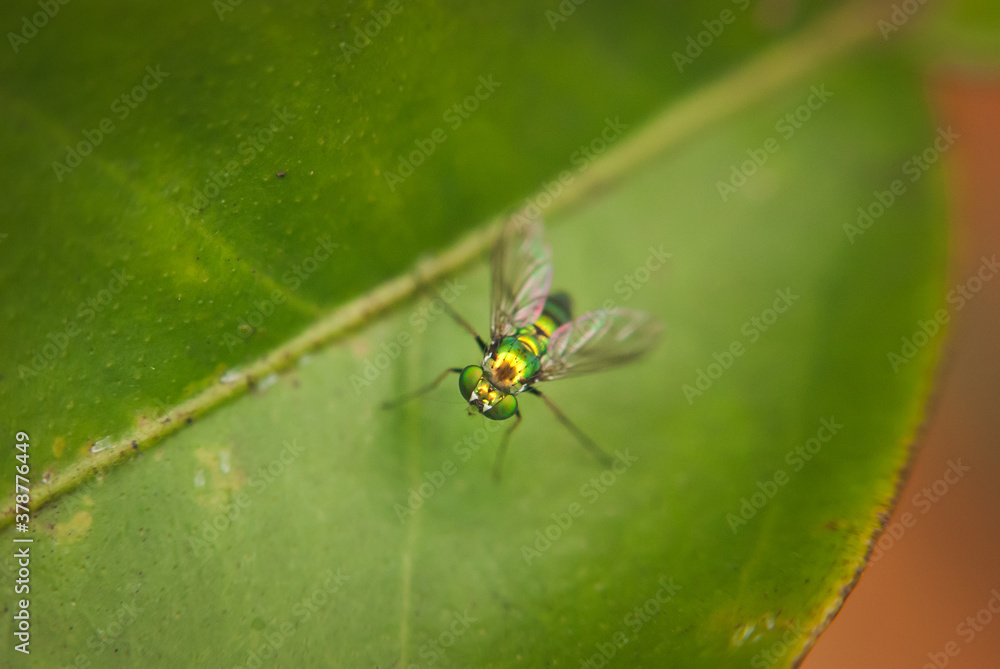 Macro of a green fly on a green leaf Macro of a green fly on a green leaf