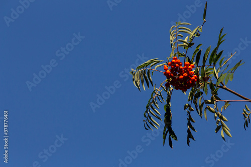 Close up of rowanberry on a branch, also called mountain ash, Sorbus aucuparia or Vogelbeere. With blue sky and copy space photo