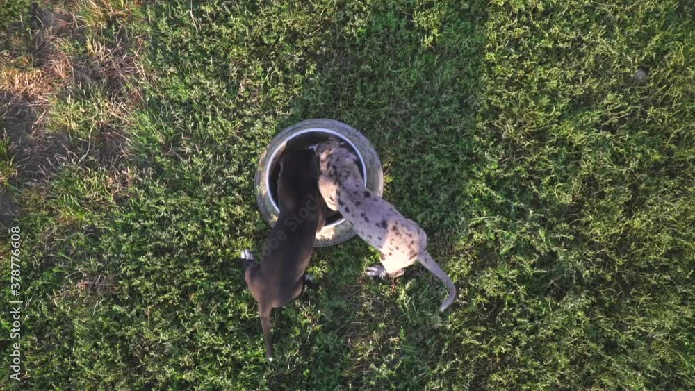 Purebred Great Dane puppies eating from the same bowl Purebred Great Dane puppies eating from the same bowl