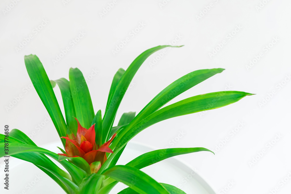 Obraz premium Closeup image of Guzmania plant with red flower on white neutral background