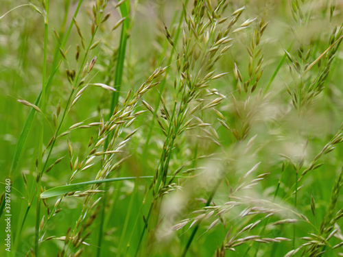 Green wild plants and seeds in the field