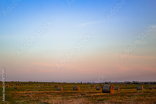 A field with haystacks on a summer or early autumn evening with a blue-pink sky in the background. Procurement of animal feed in agriculture. Landscape. Sunset.