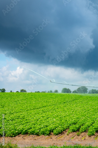 agricultural field of growing potato plants with water sprayer in a field with approaching storm clouds near Ithaca, Michigan, USA in July.