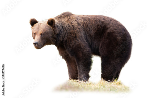 Big brown bear, ursus arctos, standing on grass isolated on white background. Huge mammal looking on dry meadow cut out on blank. Wild brown creature watching with copy space.