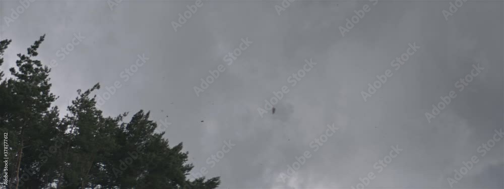 Windy Forest Before Storm Anamorphic Windy Forest Before Storm Anamorphic