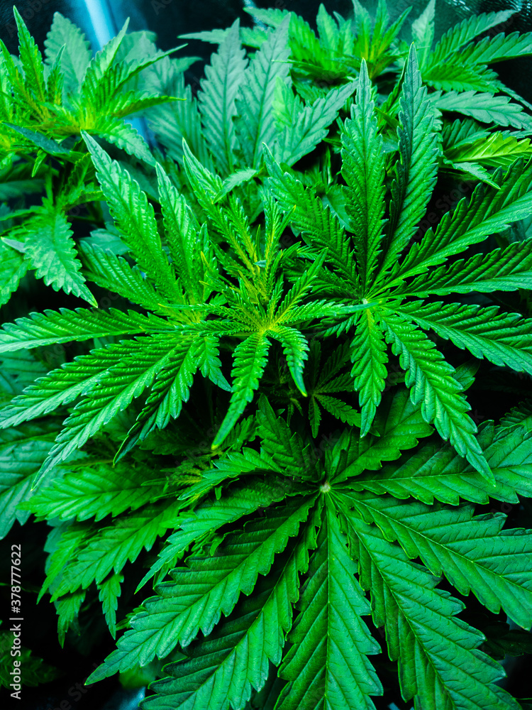 leaves of marijuana in the field, outdoor cultivating sativa cannabis plants leaves of marijuana in the field, outdoor cultivating sativa cannabis plants