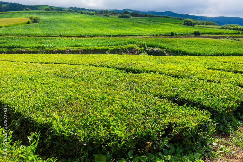 tea factory Cha Gorreana tea factory Cha Gorreana