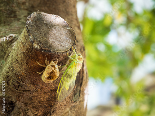 Cicada on a tree transformed from small device