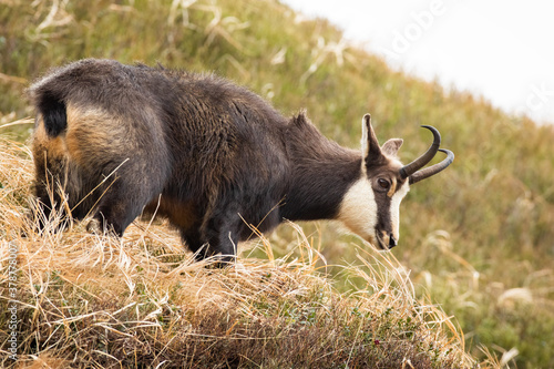 Tatra chamois, rupicapra rupicapra tatrica, standing on dry meadow in autumn nature. Horned animal sniffing on mountains in fall. Wild mammal looking on grass.