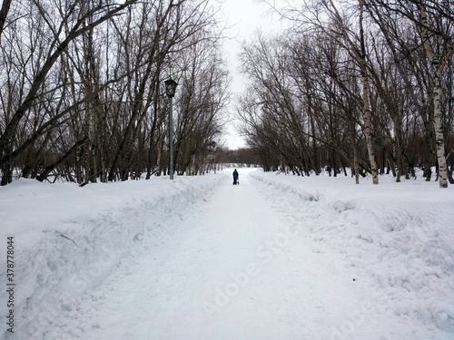 Wallpaper Mural snow covered alley view in the Park Russia Torontodigital.ca