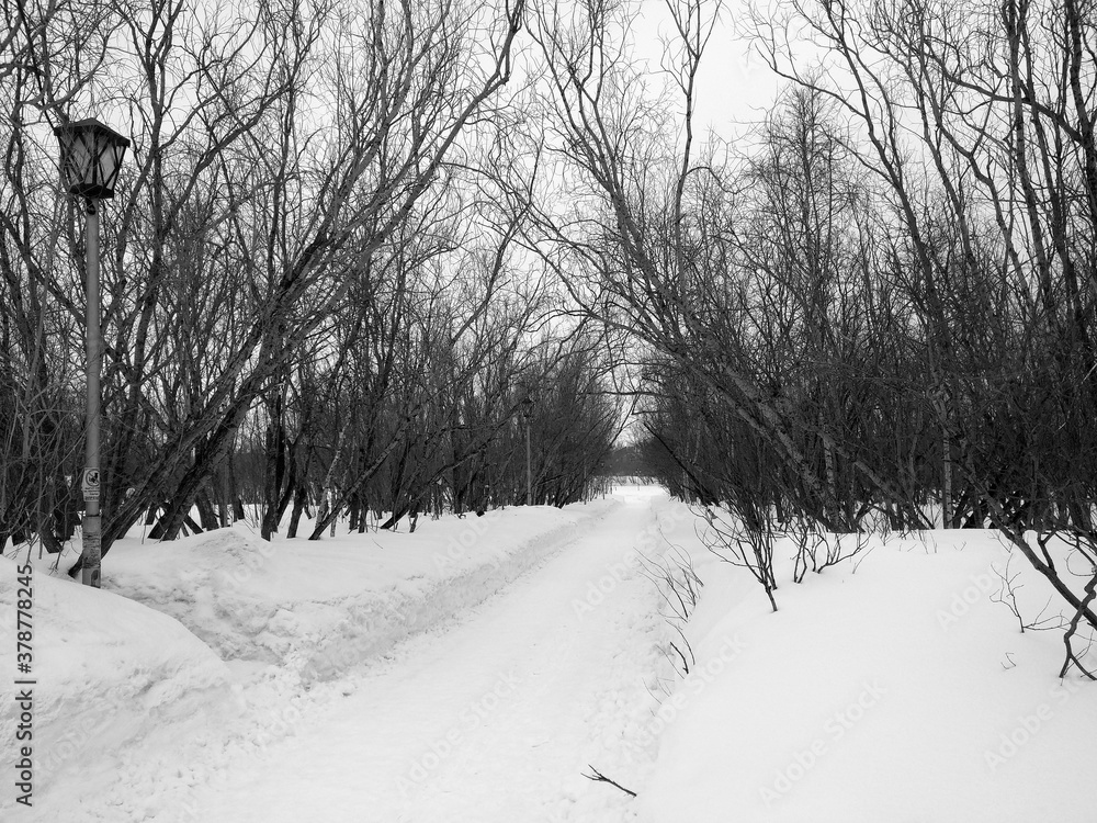 snow covered alley view in the Park Russia
